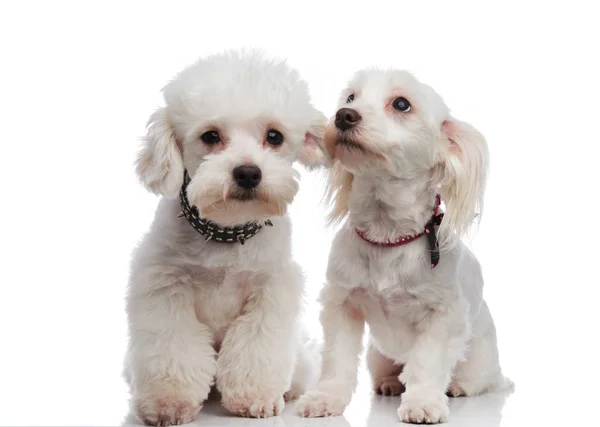 Two lovely seated bichons looking in different directions — Stock Photo, Image