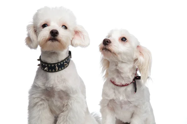 Lindo sentado blanco bichons mirando hacia arriba y lado —  Fotos de Stock