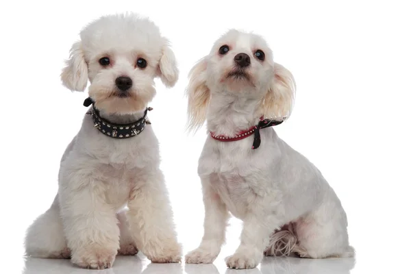 Adorable proud bichon couple wearing cute collars — Stock Photo, Image