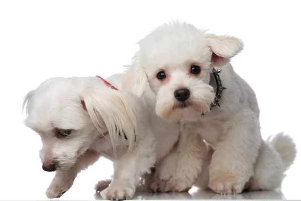 Two adorable white bichons picking up a scent — Stock Photo, Image