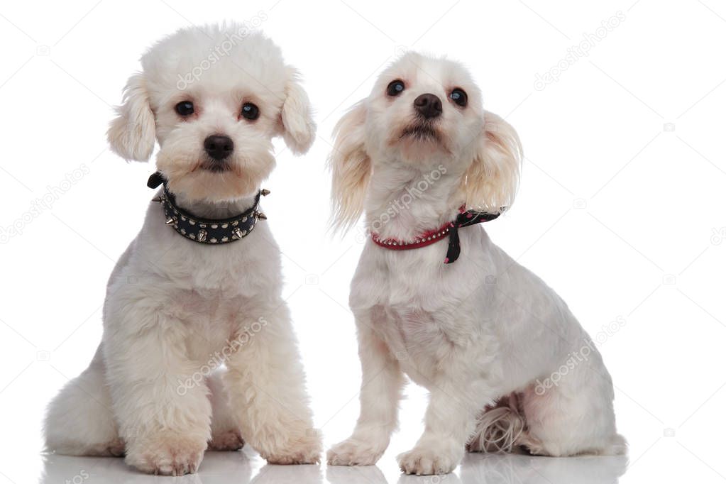 adorable proud bichon couple wearing cute collars