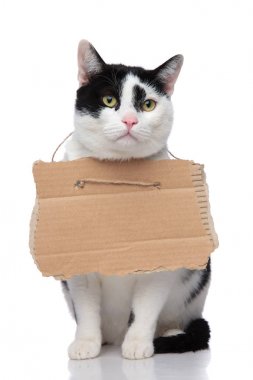çok güzel siyah ve beyaz kedi yiyecek için yalvarıyor