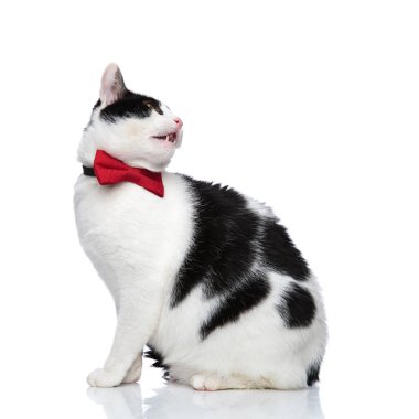 meraklı bir kedi kadar ve arkasında seyir yan görünüm