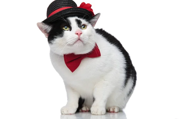 Entzückende elegante Katze, die zur Seite schaut — Stockfoto