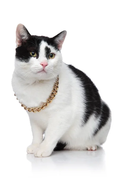 Vista laterale di un simpatico gatto che indossa una catena dorata — Foto Stock