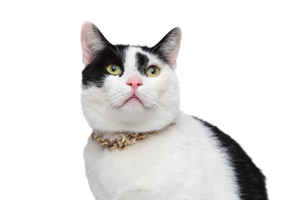 Primo piano del gatto indossando collana d'oro e guardando verso l'alto — Foto Stock