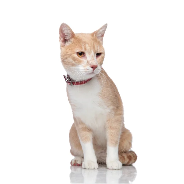 Adorável sentado laranja e branco gato olha para baixo para o lado — Fotografia de Stock