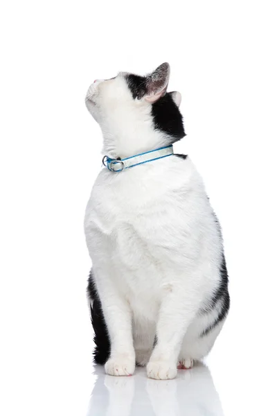 Ciekawski kot czarno-biały wygląda się i za — Zdjęcie stockowe