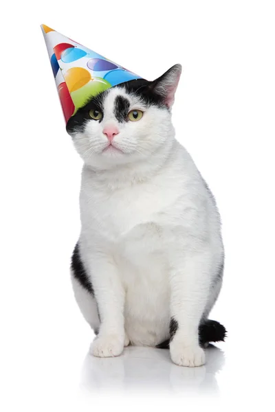Funny birthday cat with cap sliding off head — Stock Photo, Image