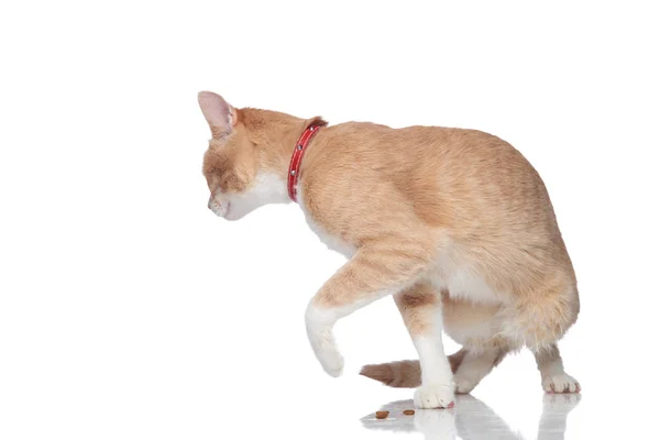 Curioso gato laranja vestindo um colar vermelho vira-se — Fotografia de Stock