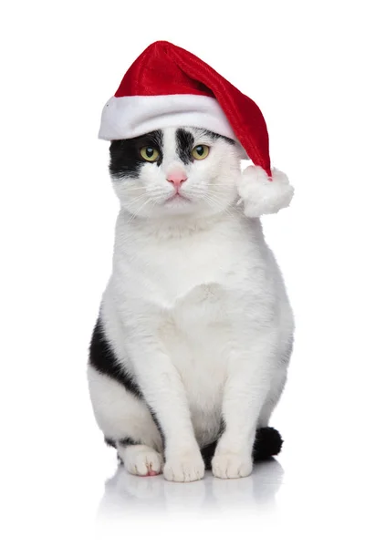 Gato adorável com chapéu de Papai Noel esperando pelo Natal — Fotografia de Stock