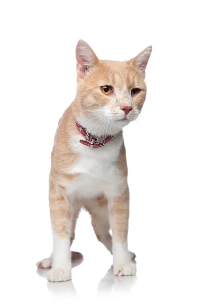Imádnivaló zavart narancsszínű macskát, rajta egy vörös gallérral — Stock Fotó