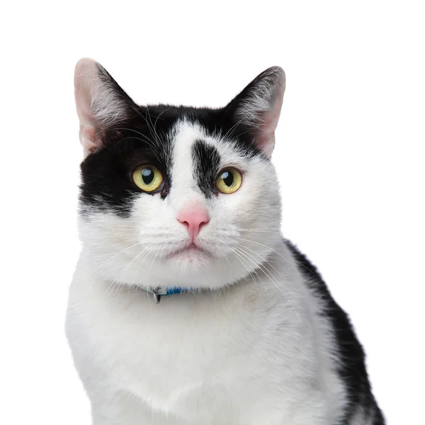 Nahaufnahme einer überraschten schwarz-weißen Katze — Stockfoto
