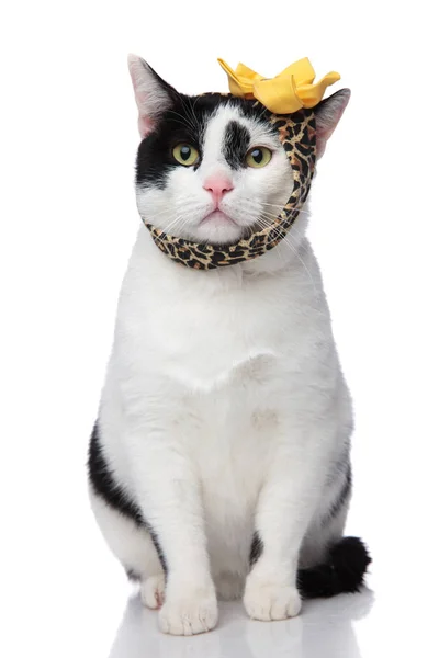Śmieszne kot sobie Lampart wydruku pałąk w pozycji siedzącej — Zdjęcie stockowe