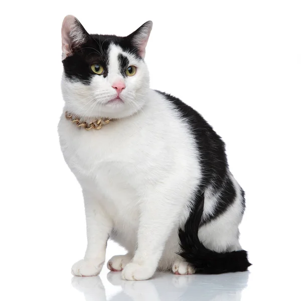 Side view of an adorable cat wearing a golden necklace — Stock Photo, Image