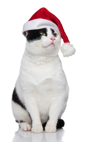 Zittende kerst kat opzoeken en kant — Stockfoto