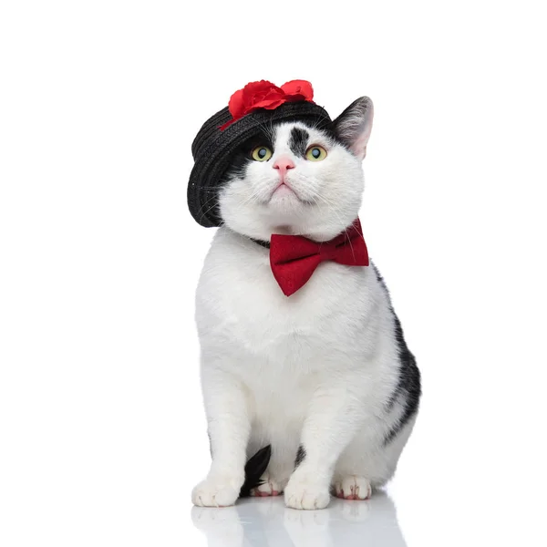 Surprised seated stylish cat looking up to side — Stock Photo, Image