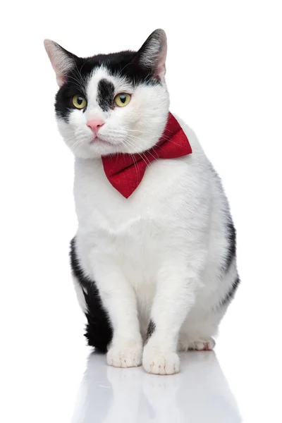 Ciekawski kot siedzący z szeroko otwartymi oczami wygląda na stronie — Zdjęcie stockowe