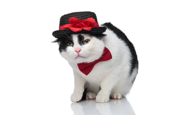 Стильний кіт з червоною краваткою і чорним капелюхом сидить — стокове фото