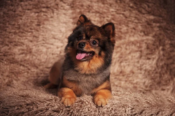 Adorabile cucciolo pomerania ansimando e cercando di lato — Foto Stock