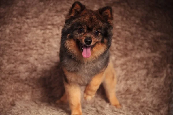 Juguetona pomerania jadeando y mirando hacia abajo —  Fotos de Stock