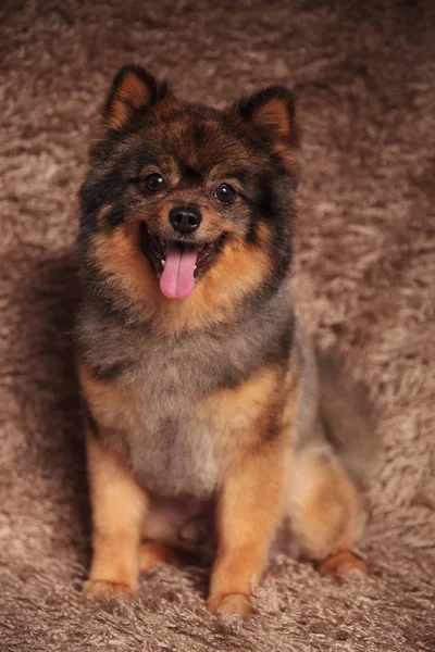 Bonito feliz pomeranian sentado enquanto ofegante — Fotografia de Stock