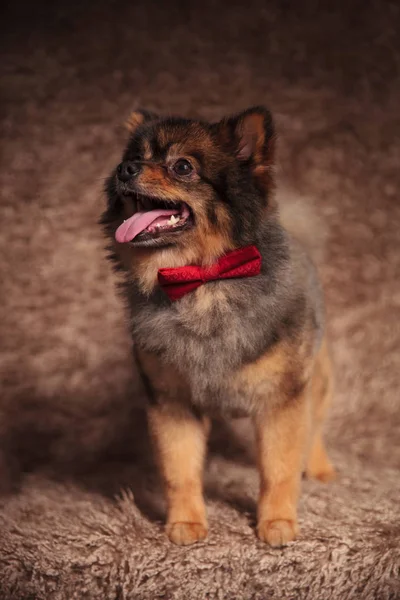 Adorable pomeranian is excited about its new red bow tie — Stock Photo, Image