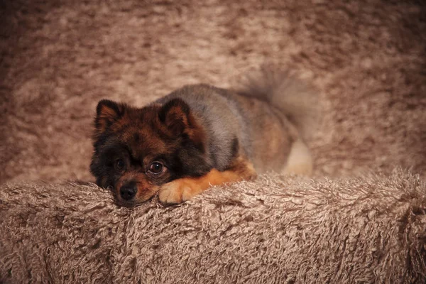 Triste petit chiot poméranien couché — Photo