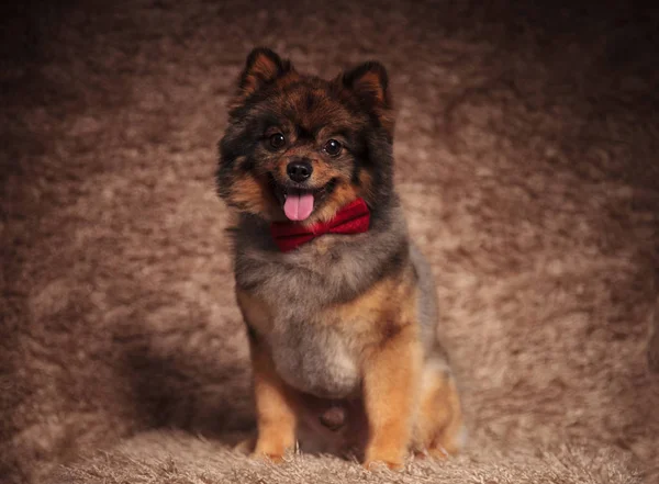 かわいい赤の蝶ネクタイを身に着けているポメラニアンの子犬を装着されています。 — ストック写真