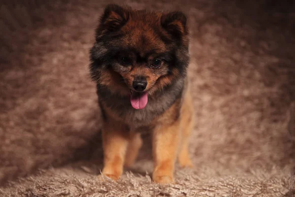 Adorable pomeranian standing and panting looks down — Stock Photo, Image