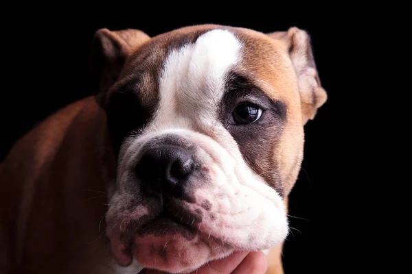 Close up de triste Inglês bulldog olhando para o lado — Fotografia de Stock