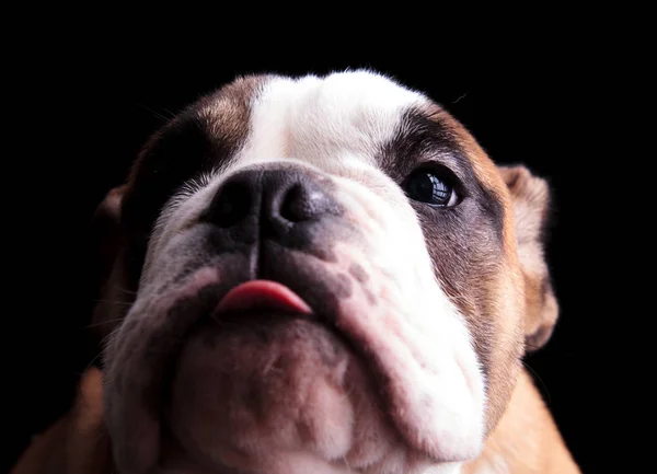 Primer plano de bulldog inglés mirando hacia arriba con la lengua expuesta — Foto de Stock