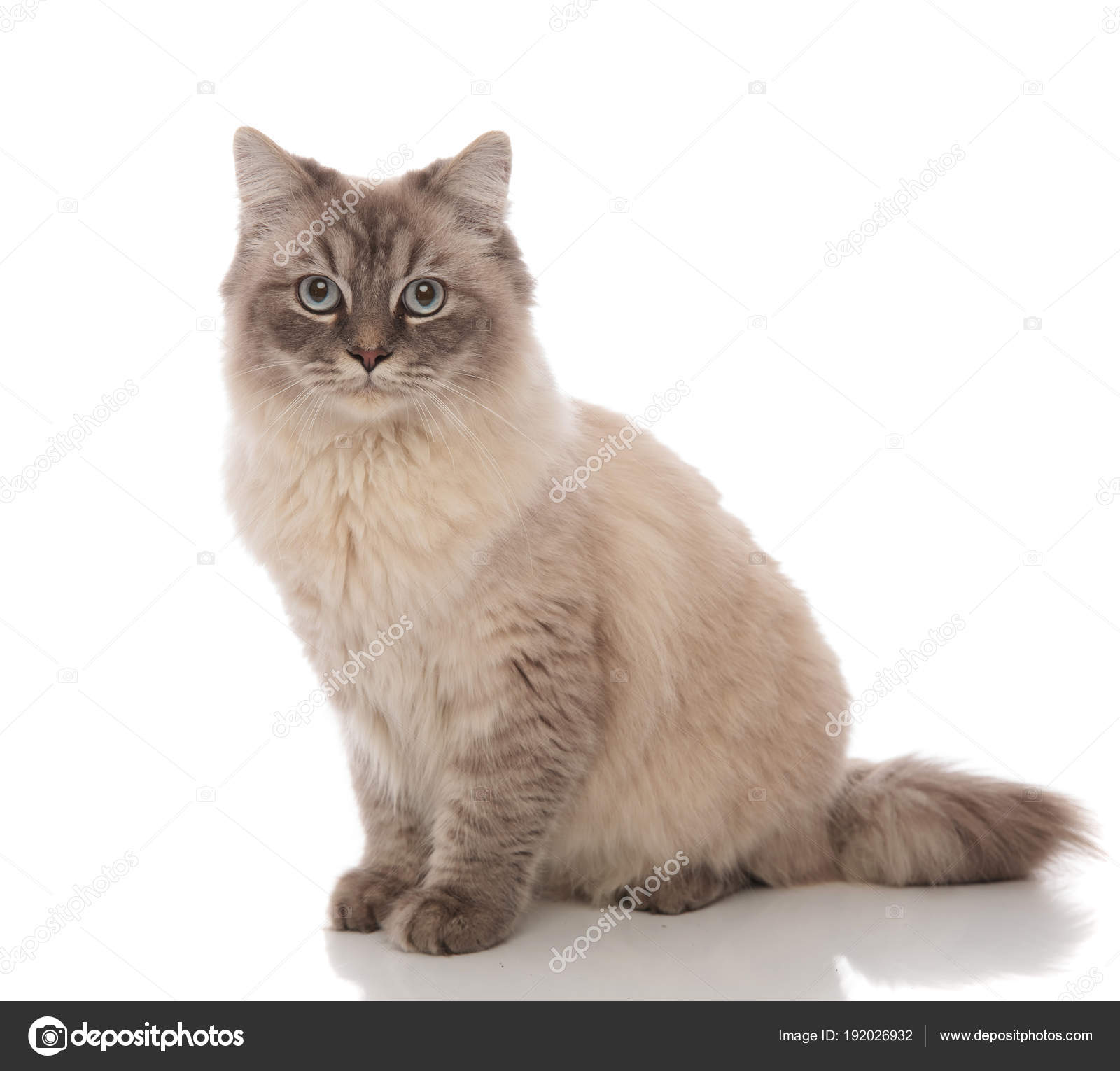 Entzückende Graue Katze Mit Hellblauen Augen Sitzen