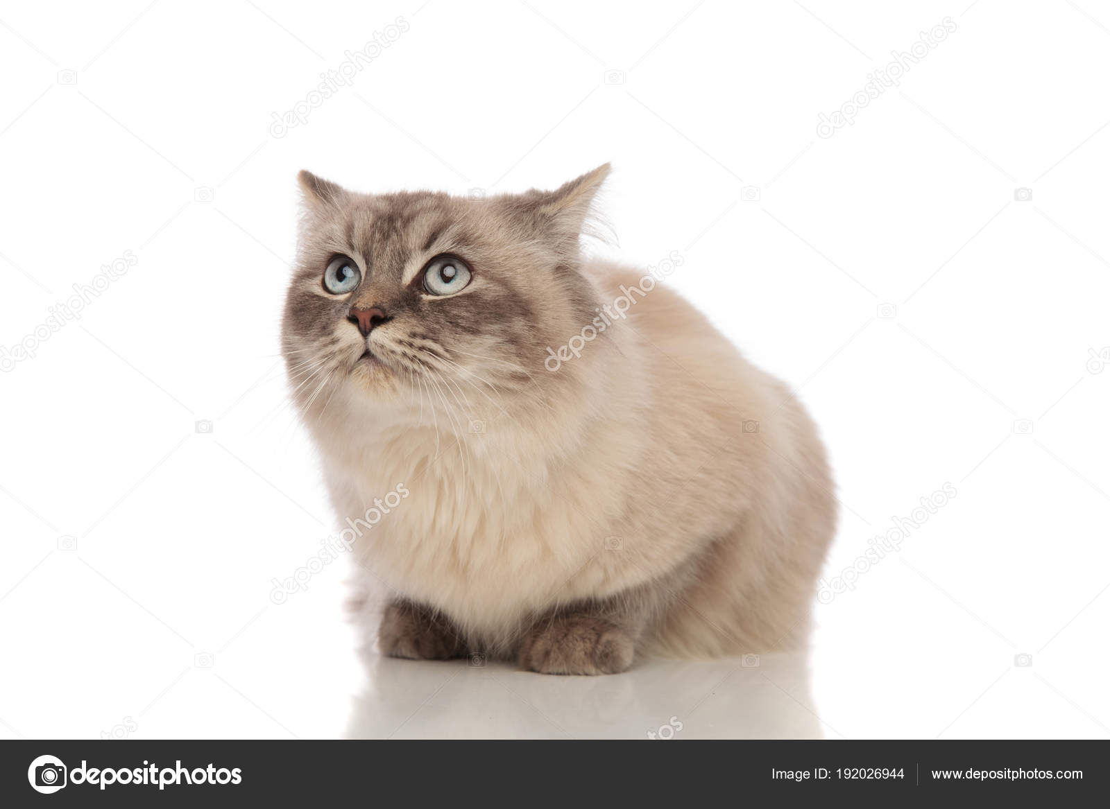 Lève Les Yeux Couchée Surpris Chat Gris Aux Yeux Bleus