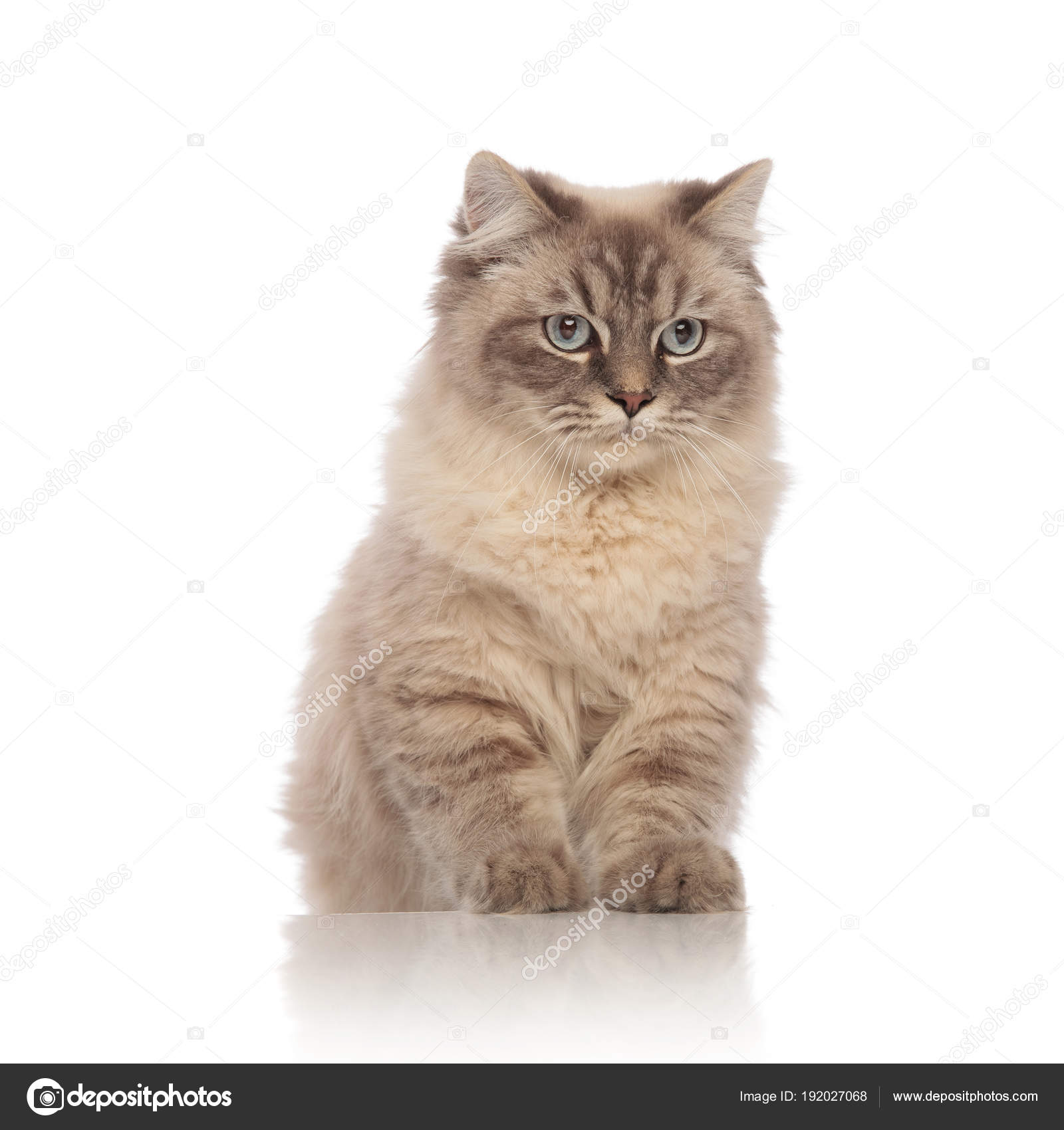 Mignon Gris Assis Chat Aux Yeux Bleus Cherche à Côté