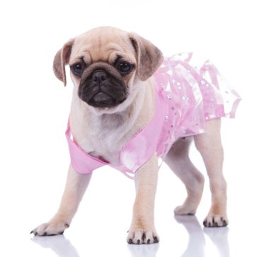 pembe bir elbiseyle çok güzel ayakta pug tarafına görünüyor