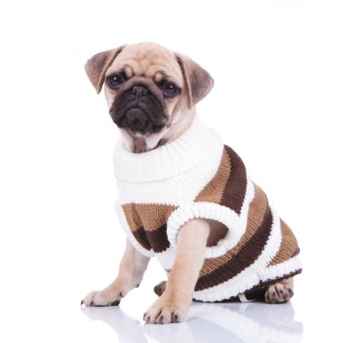 rahat el yapımı kazaklı oturmuş pug