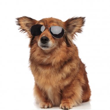 çok güzel oturmuş kahverengi köpek komik kulakları ve güneş gözlüğü ile