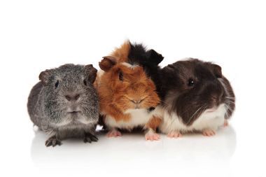 eskiden şiling şimdi pigs farklı renklerde kürklü grup