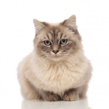 şirin gri tüylü kedi yalan tarafına görünüyor