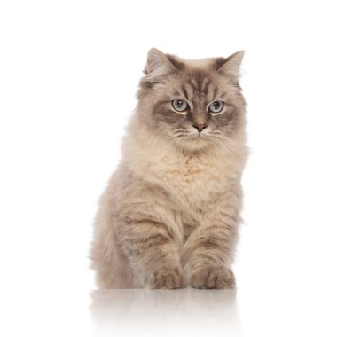 şirin Gri kedi tarafına bakarak mavi gözlü oturmuş