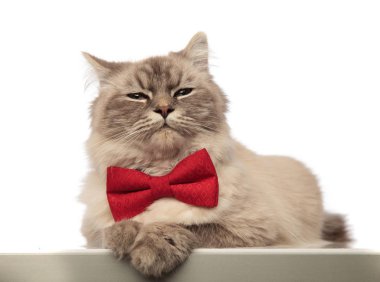adorable grey cat looking stylish wearing a red bowtie clipart