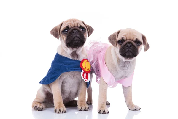 Pug couple in halloween costumes ready to go out — Stock Photo, Image