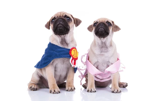 Two cute pugs look up waiting for a halloween treat — Stock Photo, Image