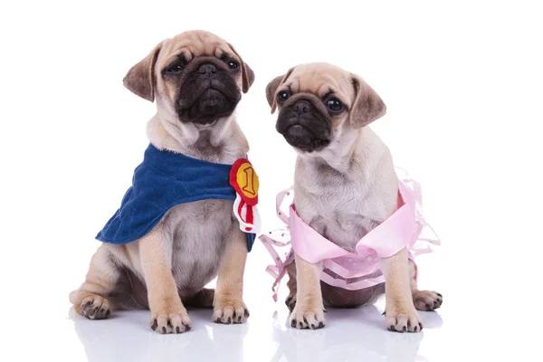 Adorable seated pug couple looking in different directions — Stock Photo, Image