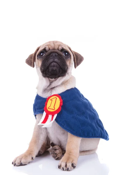 Pug super-herói está sendo o número um — Fotografia de Stock