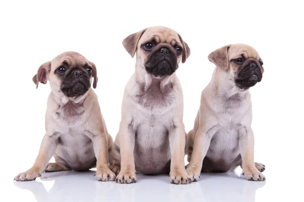 Tre bedårande sorgliga pugs ser att sida sittande — Stockfoto
