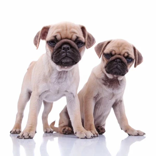 Adorável casal pug curioso sentado juntos — Fotografia de Stock