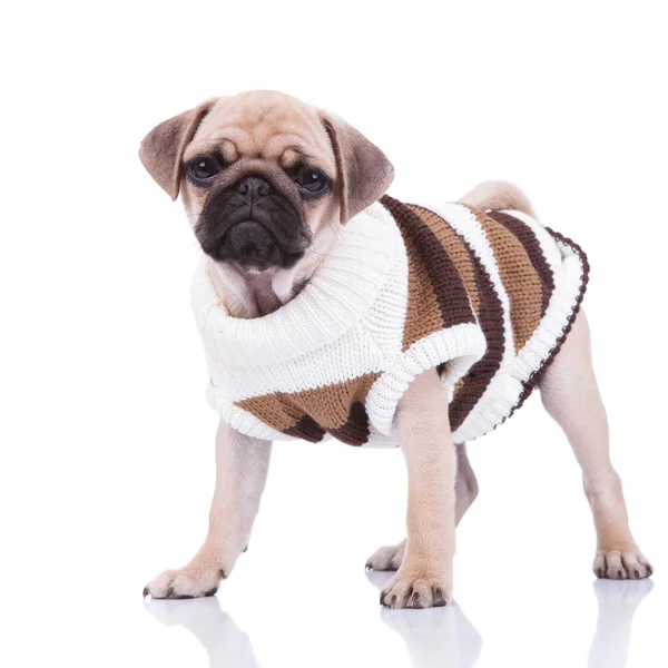 Adorable standing pug wearing a brown and white sweater — Stock Photo, Image