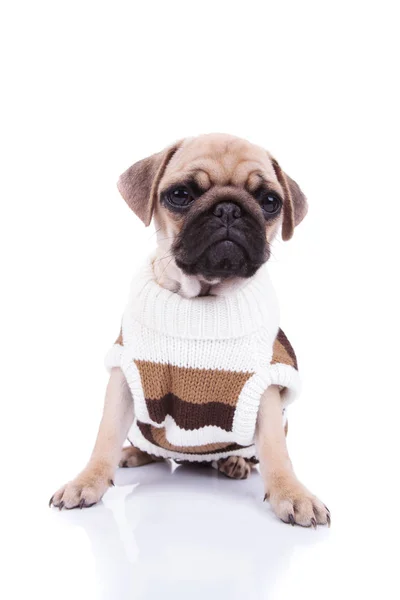 Pug adorável com camisola acolhedora olha para o lado — Fotografia de Stock